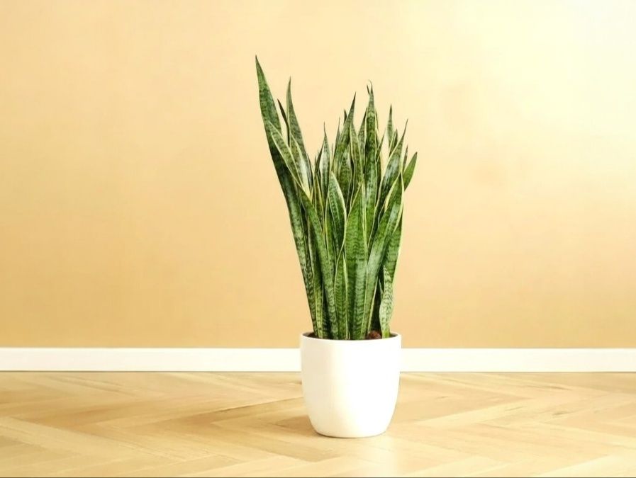 Large Snake Plant