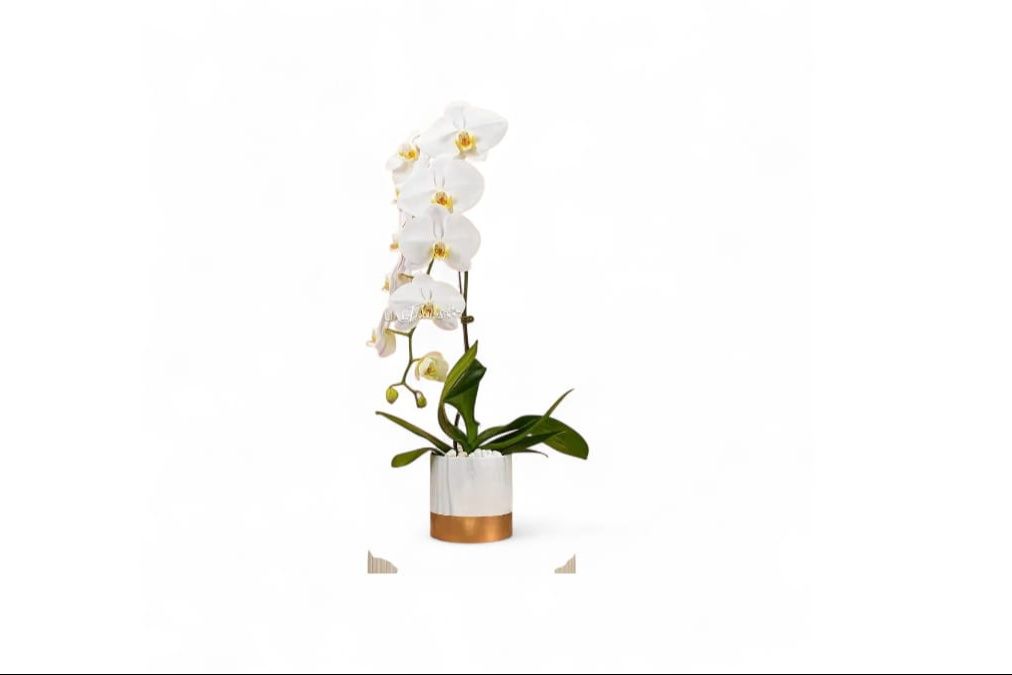 White Orchid