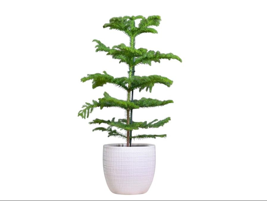 Eroanvia Christmas Tree Live