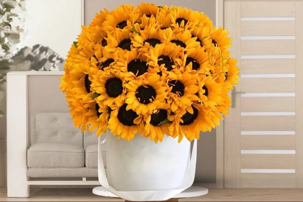 Sunflower Box HD