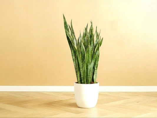 Large Snake Plant