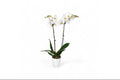 White Orchid One