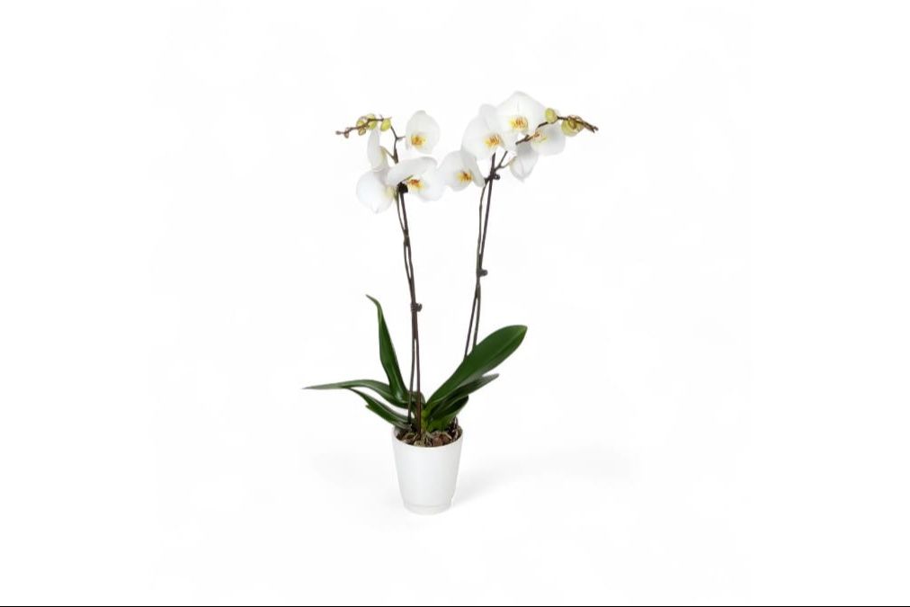 White Orchid One
