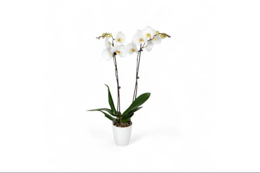 White Orchid One