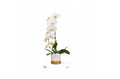 White Orchid