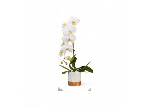 White Orchid