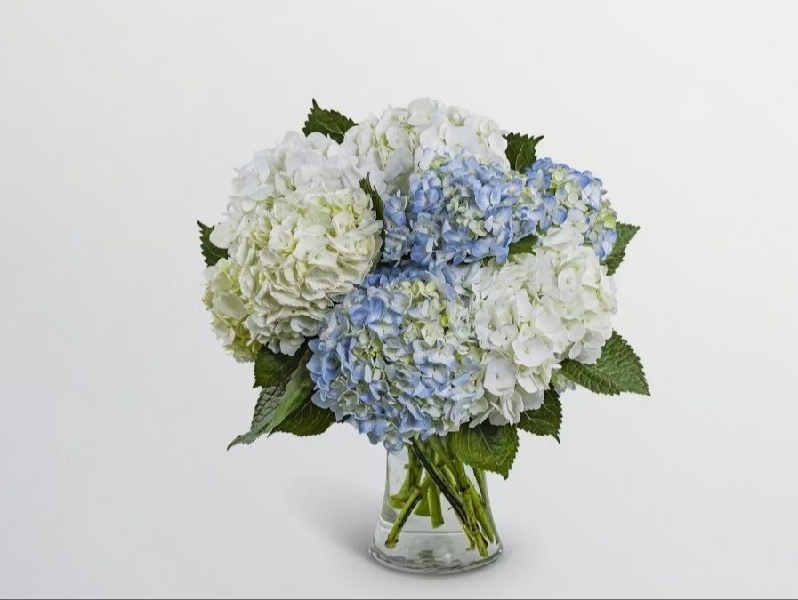 Lovely Lush Hydrangea