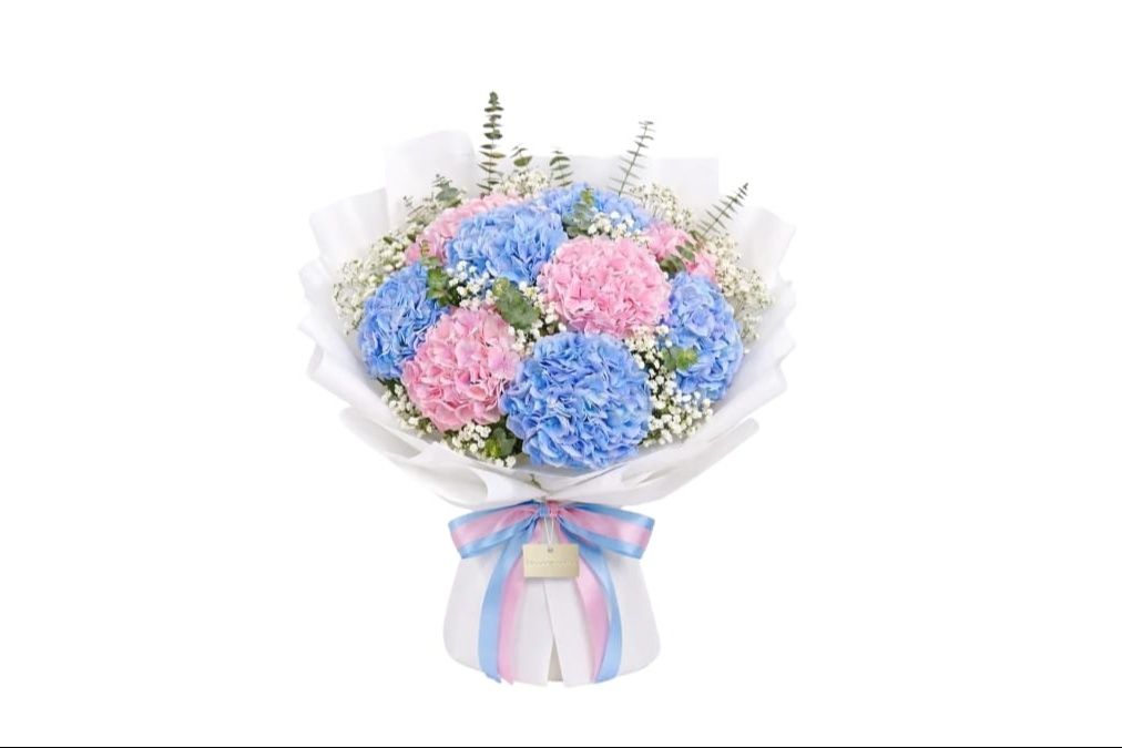 Blue and Pink Hydrangea