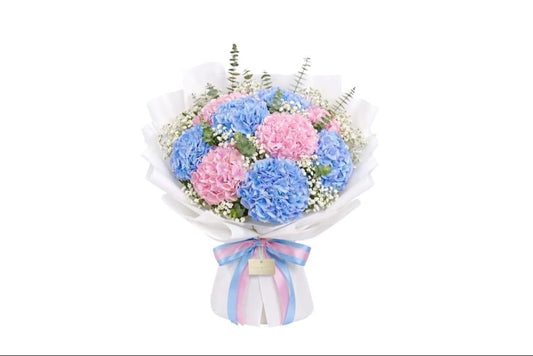 Blue and Pink Hydrangea