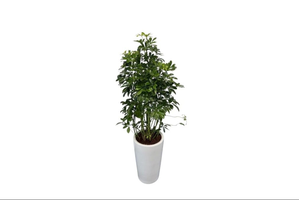 Umbrella Plant