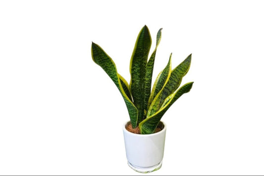 Snake Plant