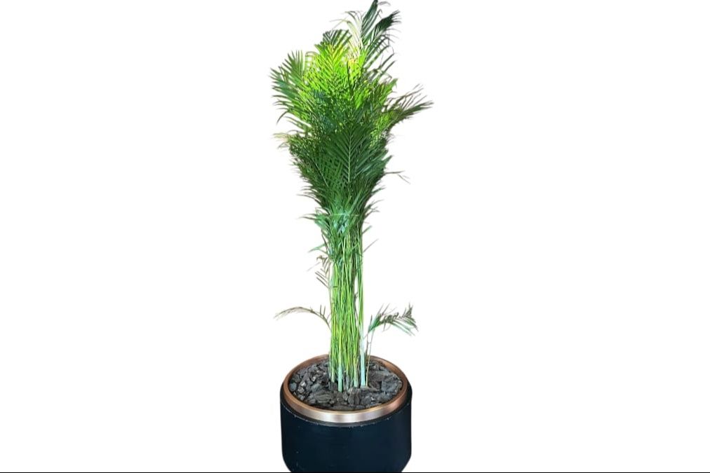 Areca Palm