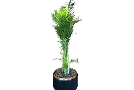 Areca Palm