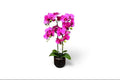 Purple Orchid One