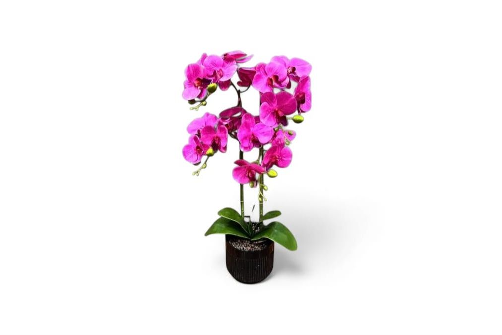 Purple Orchid One