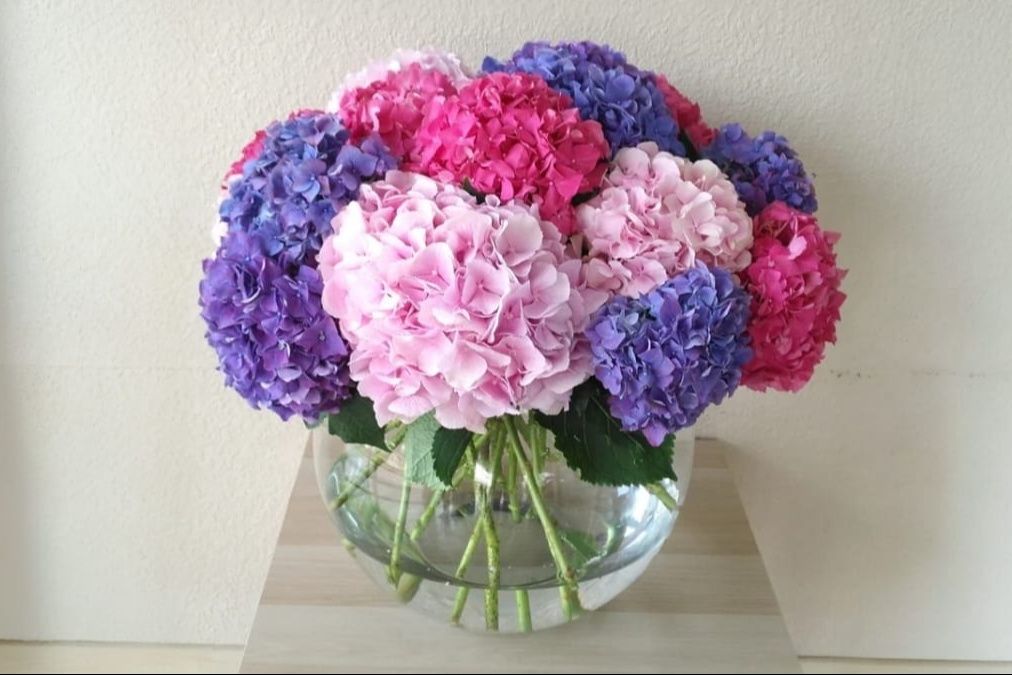 Mixed Hydrangea in Bowl