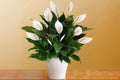 Peach Lily