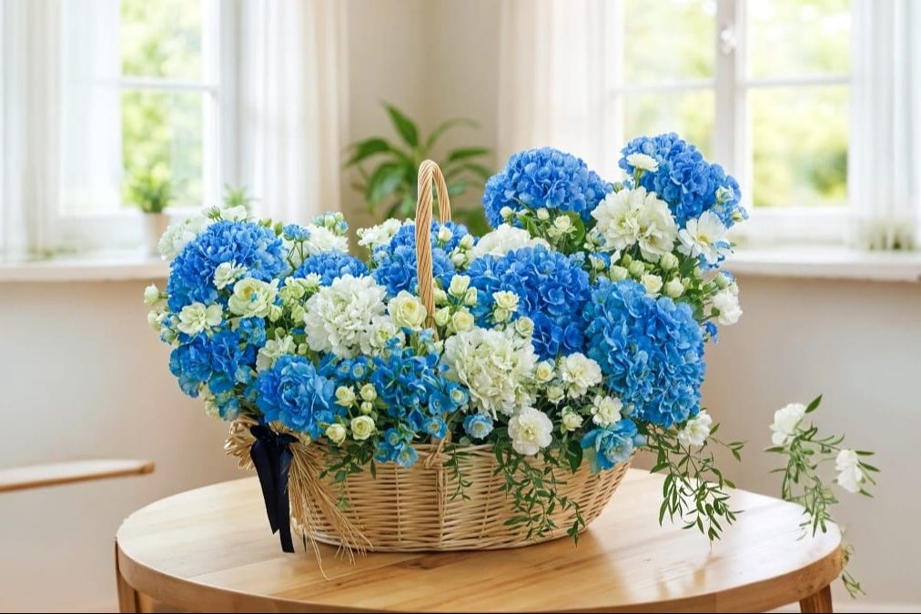 Blue and white two colors Hydrangea