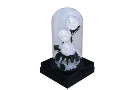 White Trio Forever Rose