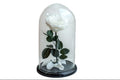 Forever Single White Rose