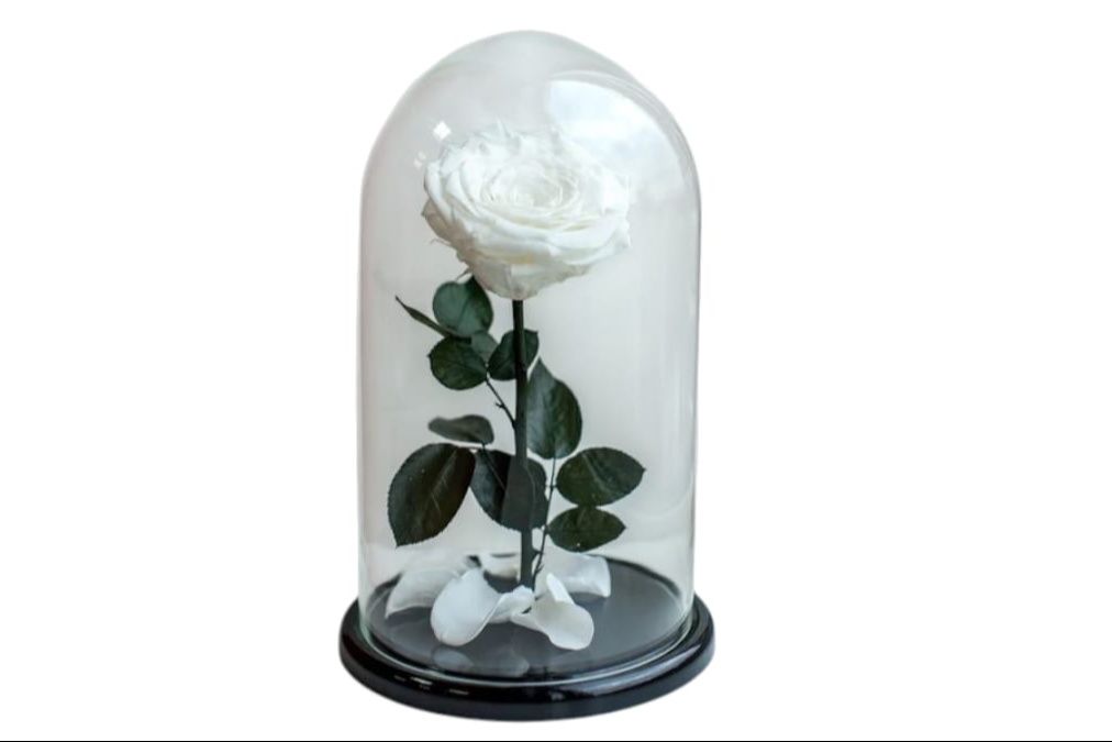 Forever Single White Rose