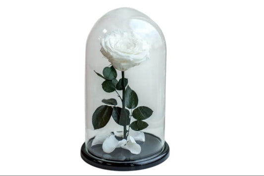 Forever Single White Rose