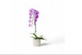 Purple Orchid