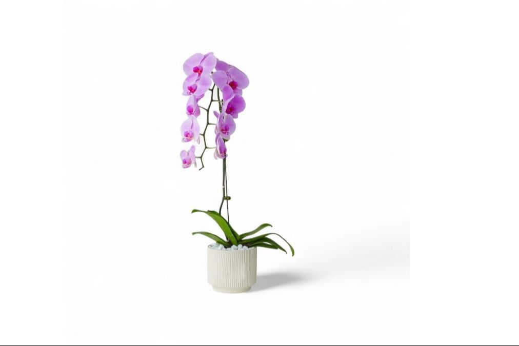 Purple Orchid