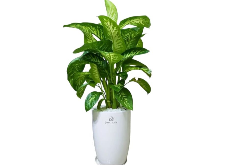 Dieffenbachia Plant