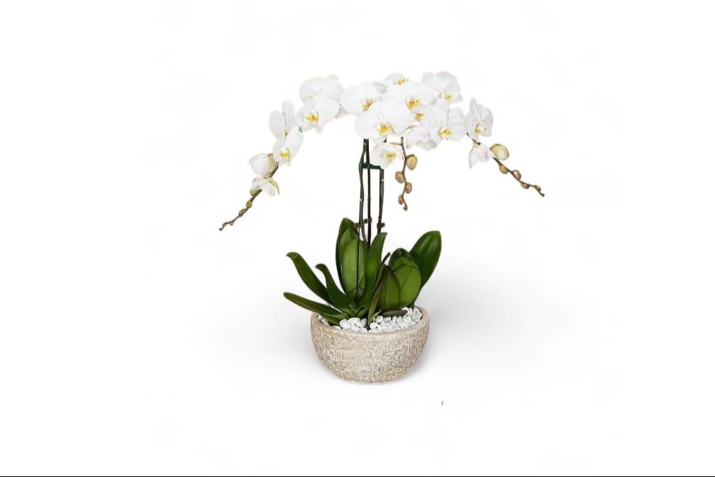 White Orchid Three