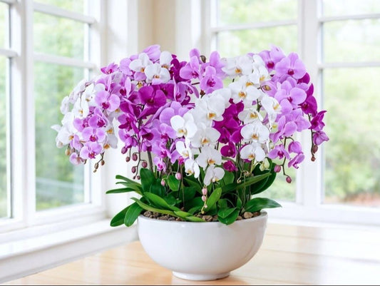 Big Orchid