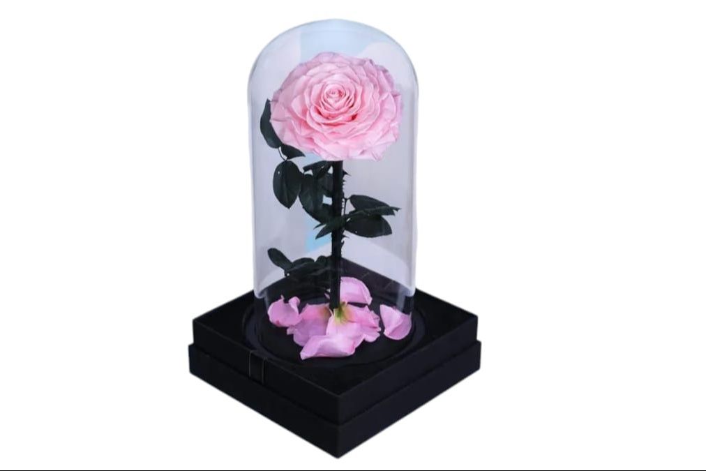 Single Pink Forever Rose