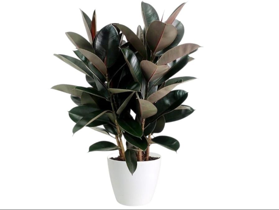 Rubber Plant