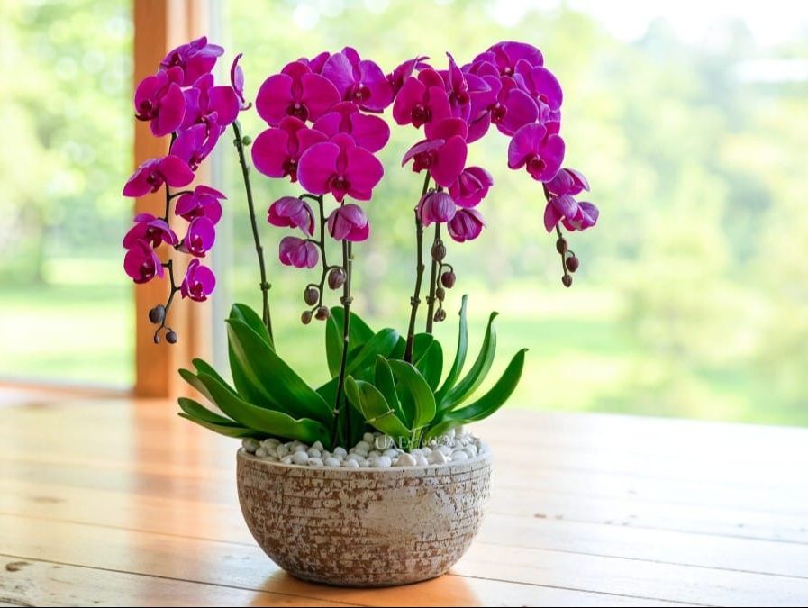 Love Purple Orchid
