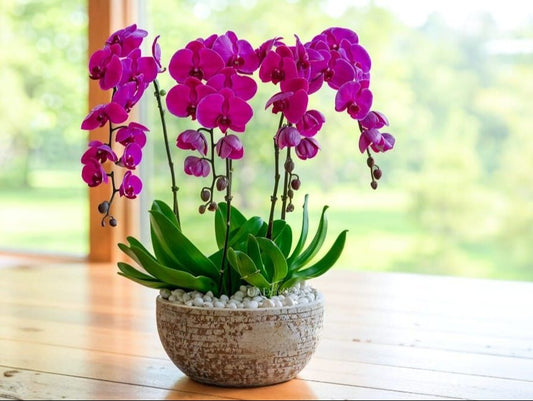 Love Purple Orchid