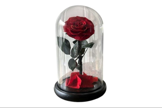 Forever Single Red Rose